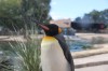 Edinburgh Zoo
